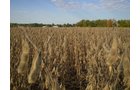 Property photo 35 - 75+/- Acres in 9 Tracts